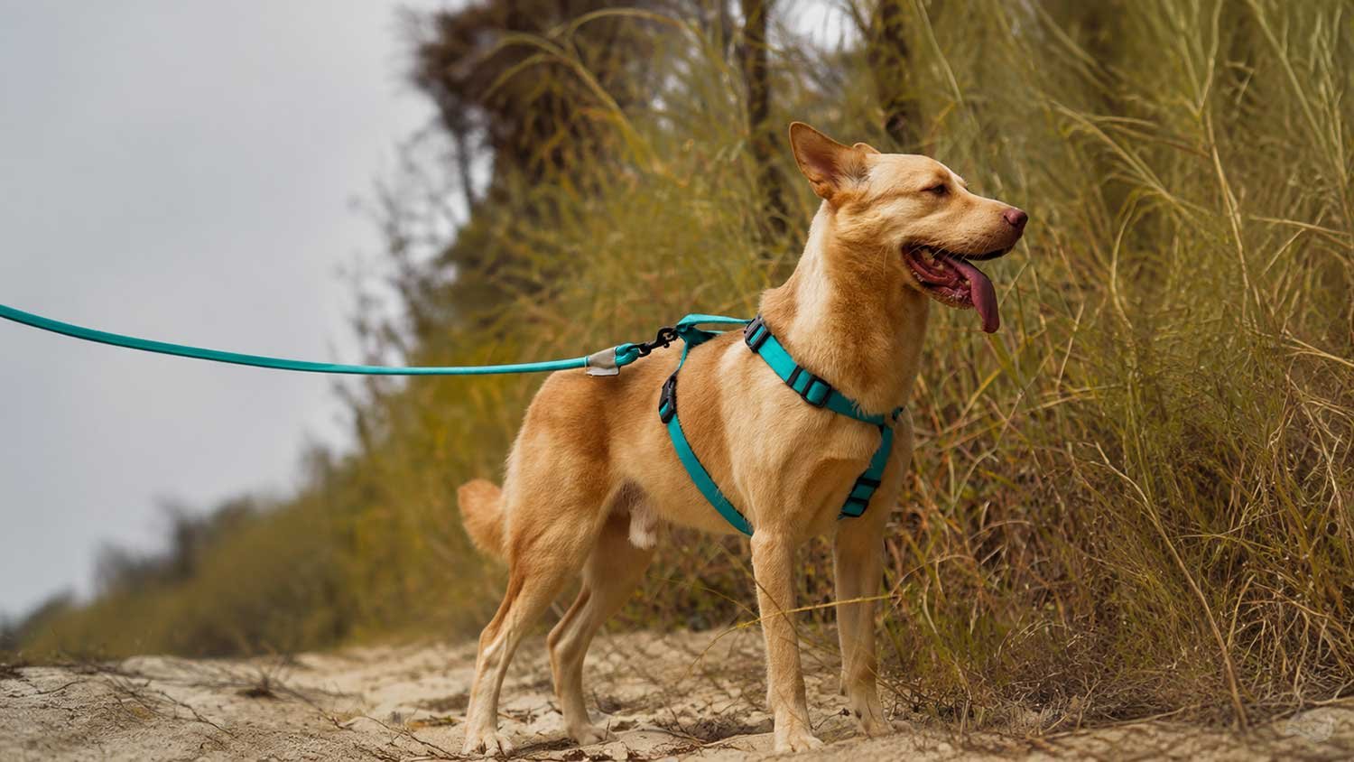 Coordinated dog collar leash and harness collection